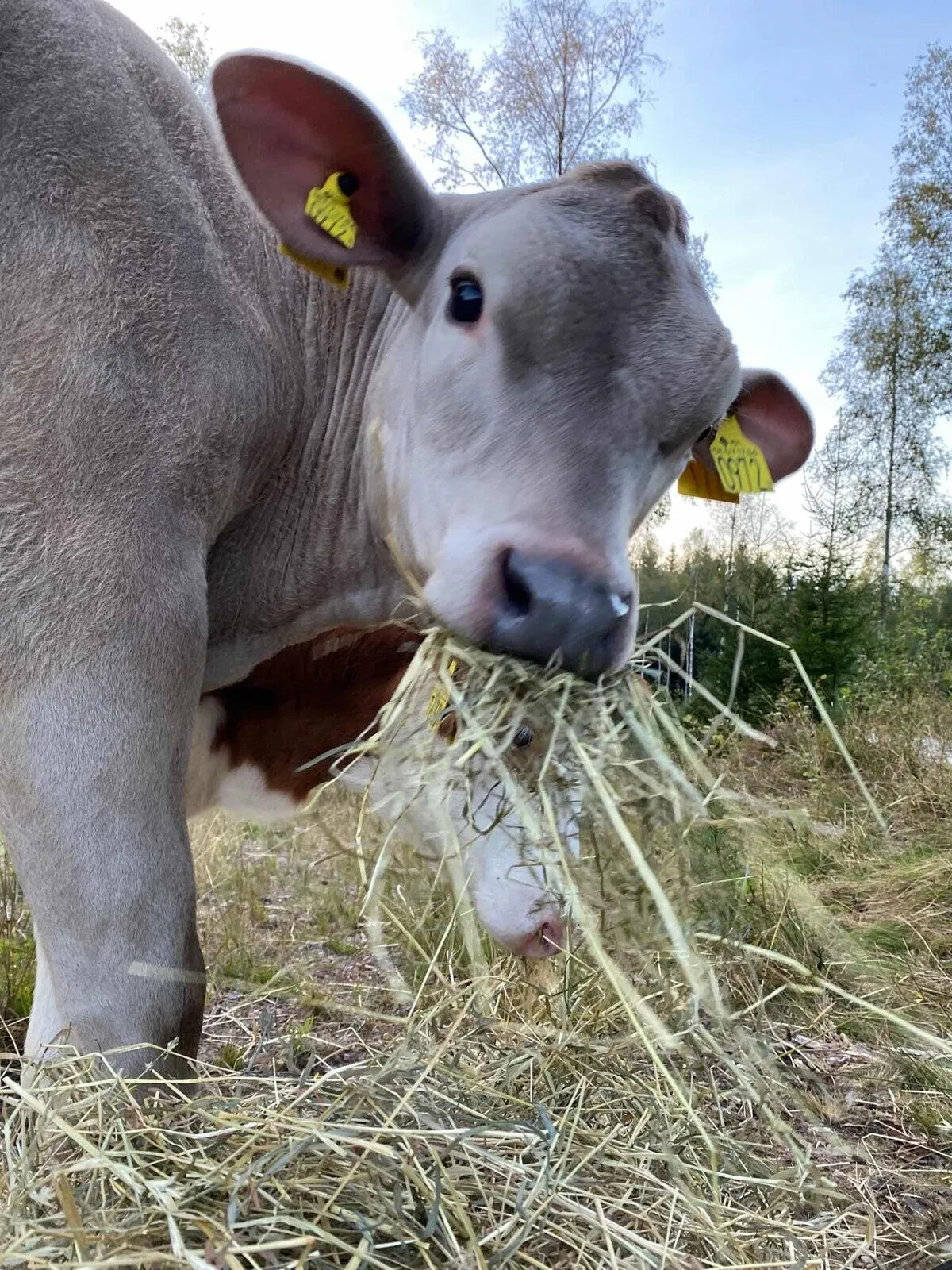 Ljus ko på Munkabo som äter hö i hagen