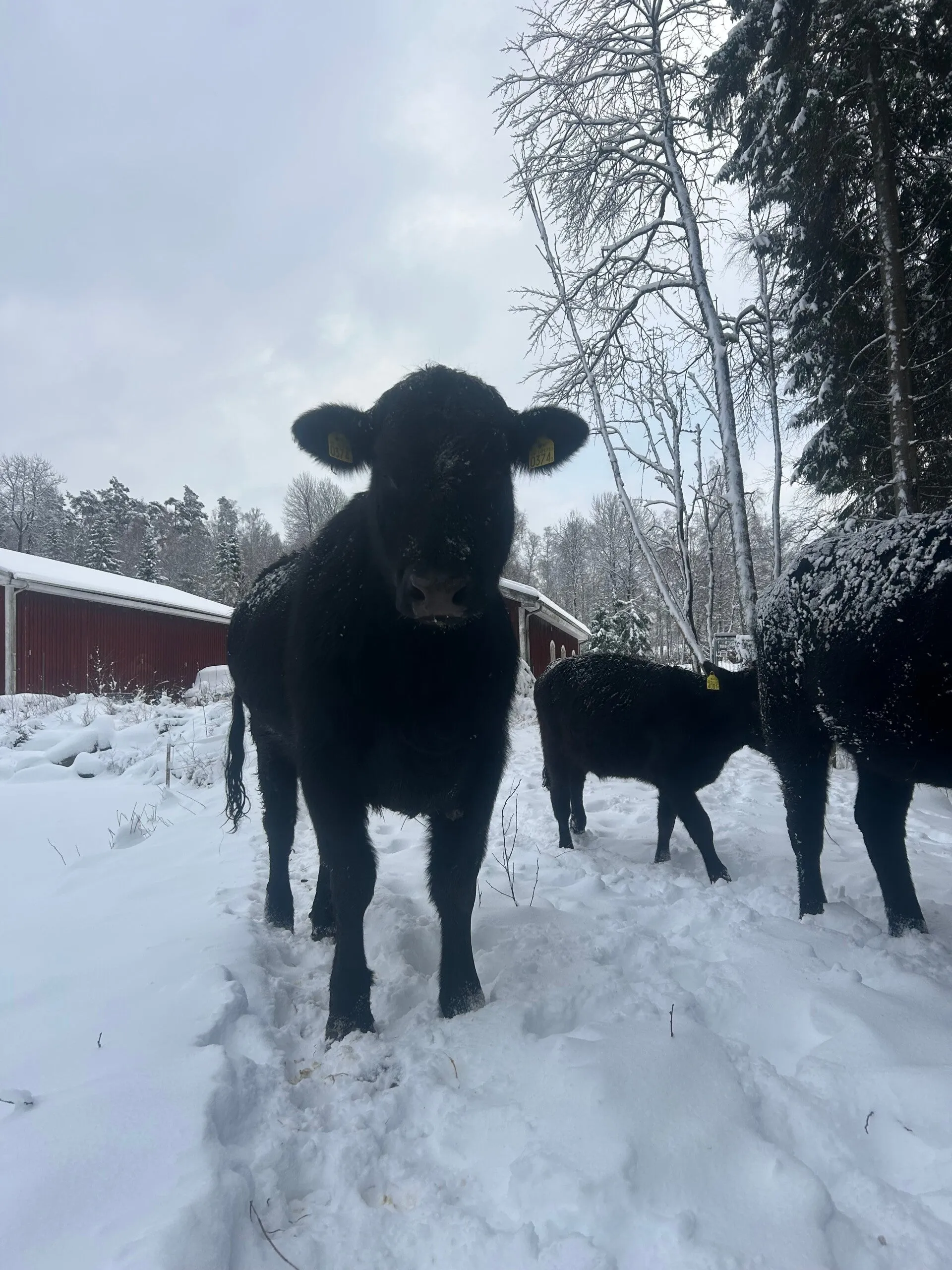 Munkabos nötkreatur ute i en snötäckt vinterhage
