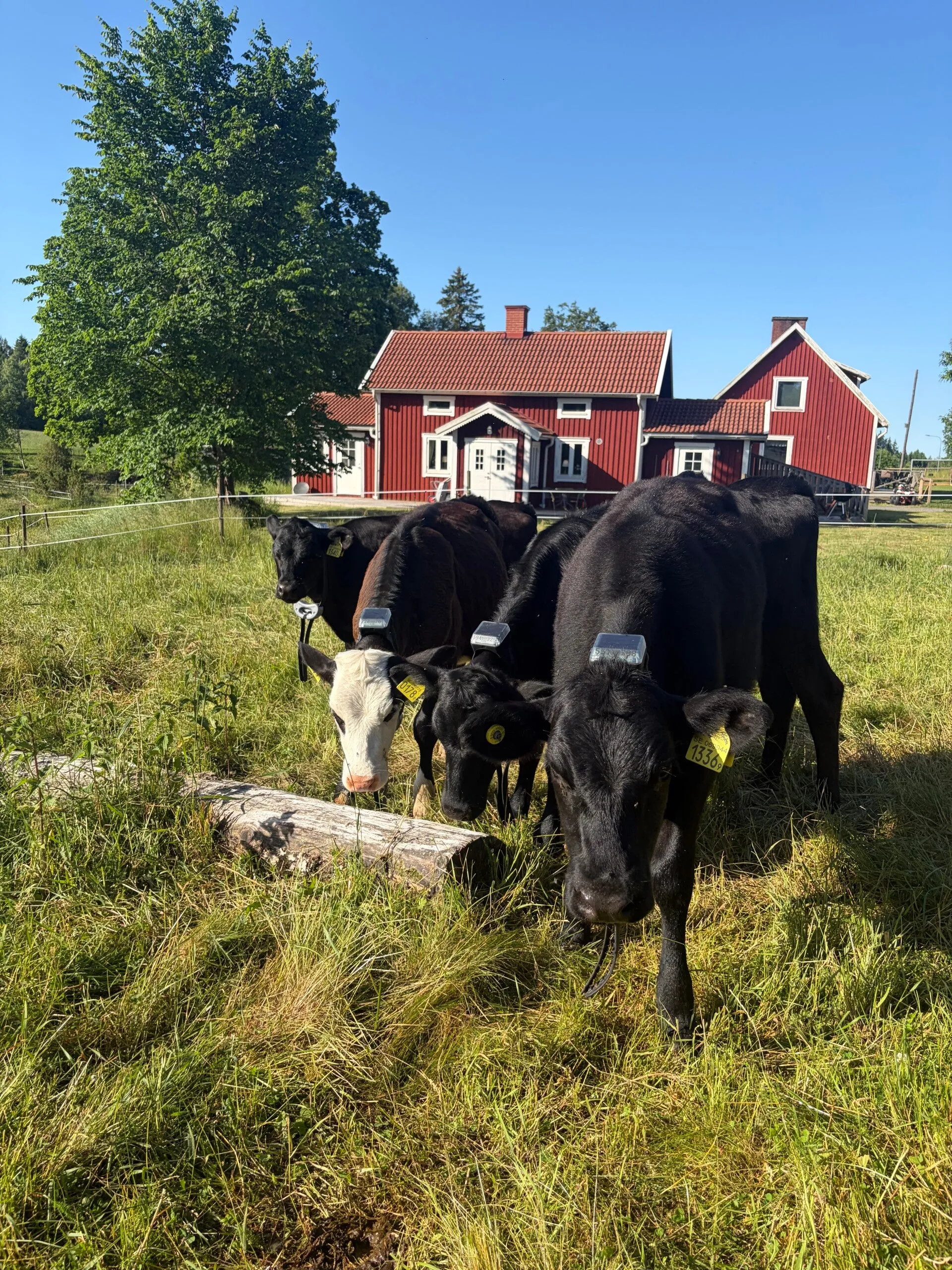 Munkabos nötkreatur i hagen framför gårdens röda byggnader